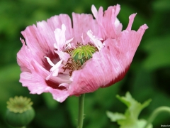 Bloemen