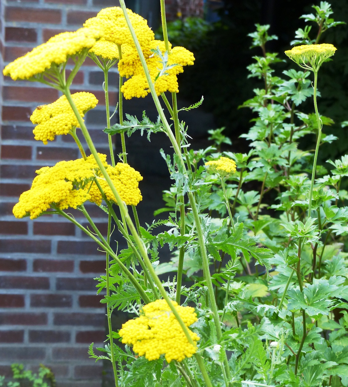p1040240