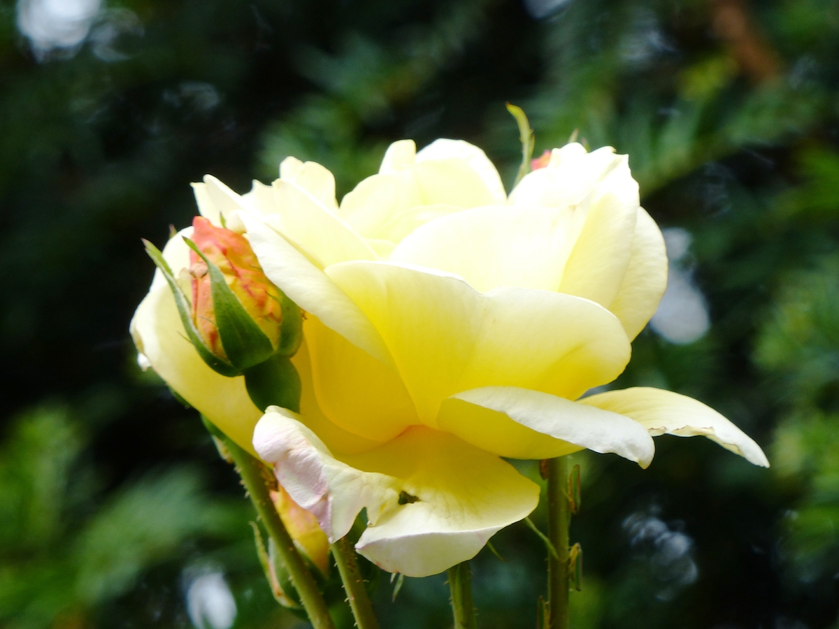 p1040985
