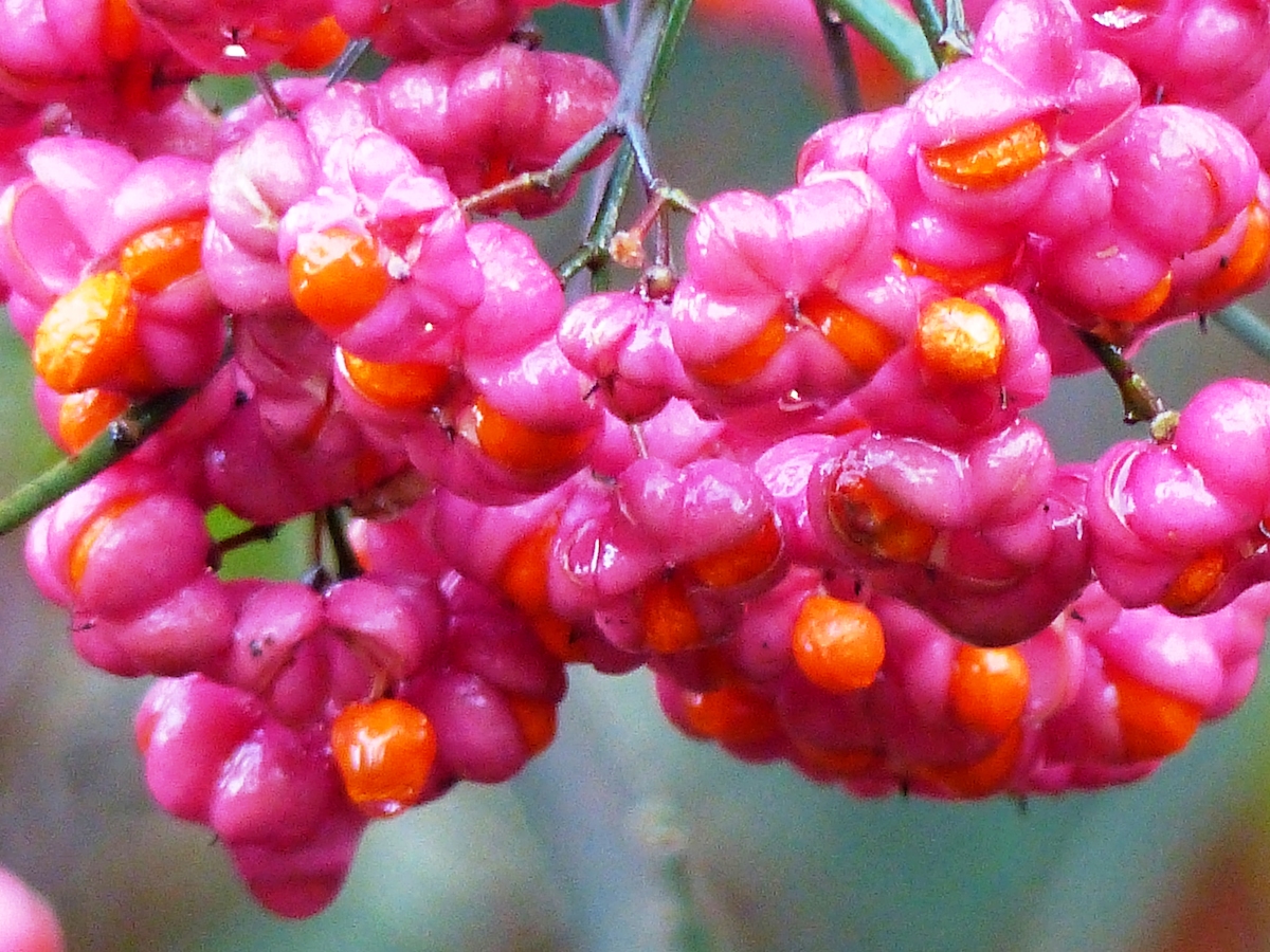 p1060205
