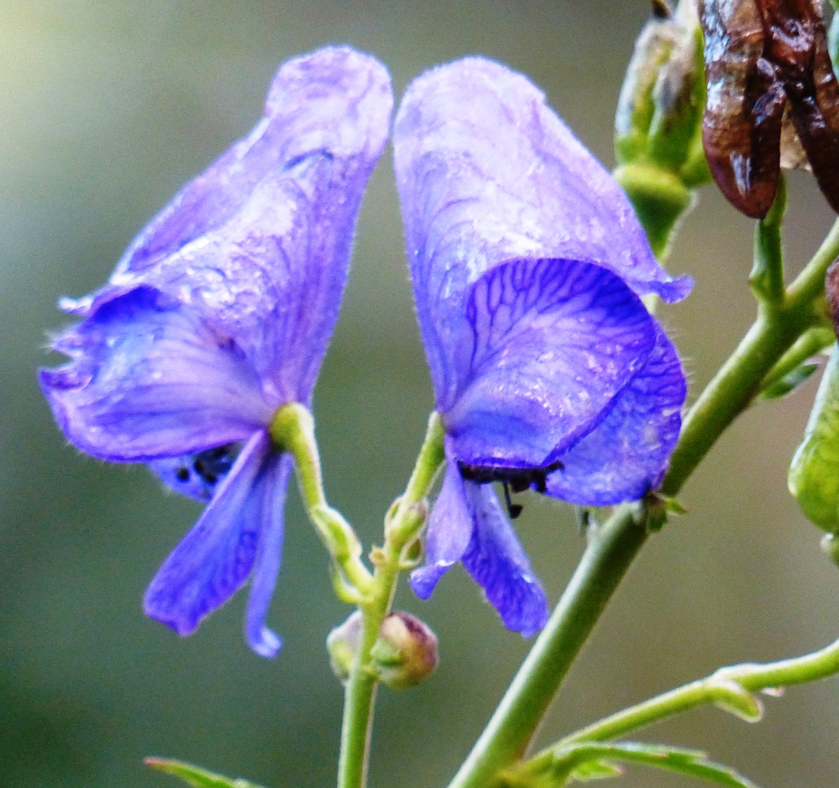 p1060215