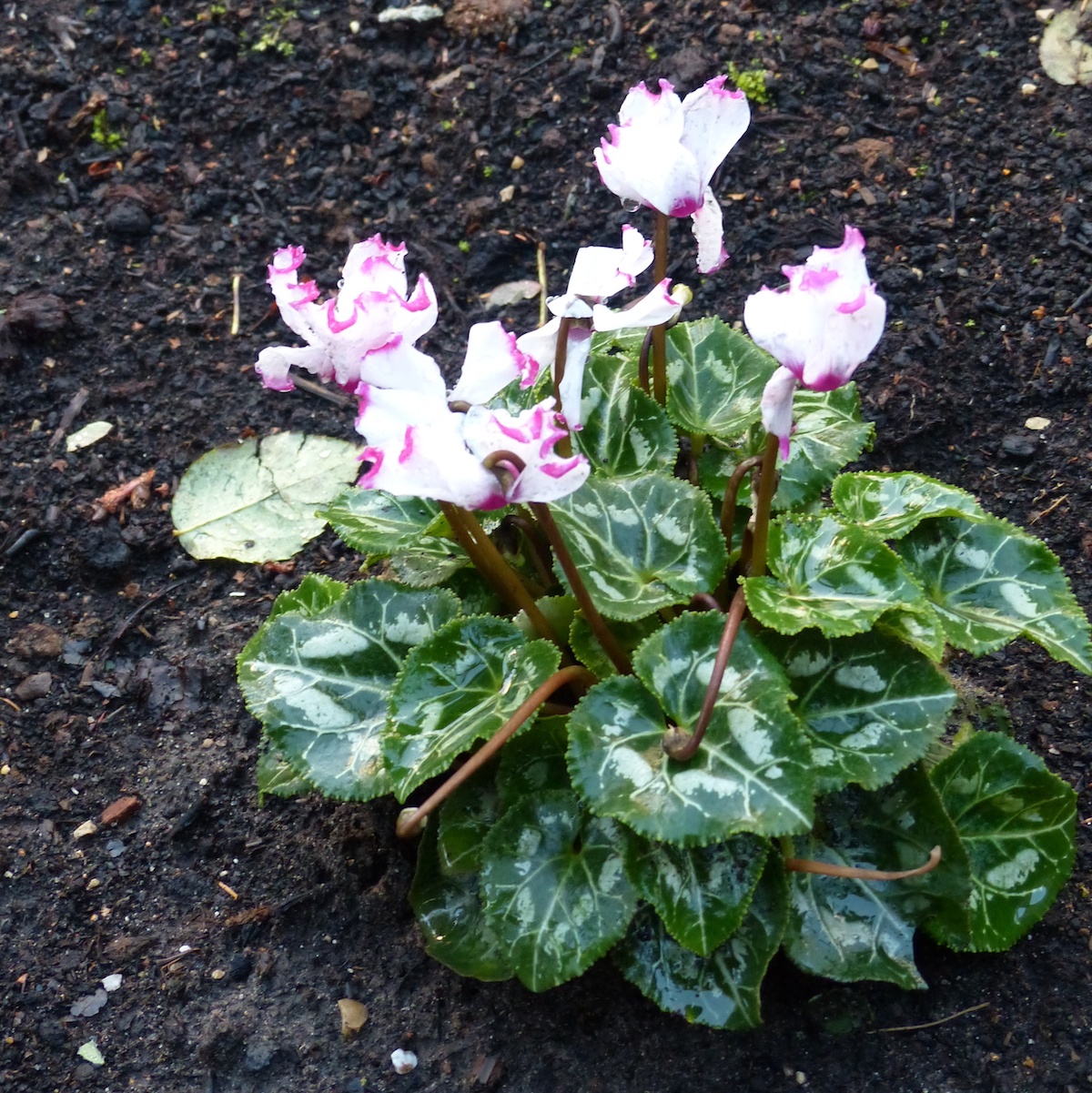 p1060225
