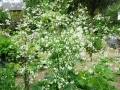 2012-juni-015