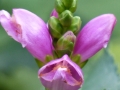 p1040254