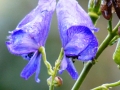 p1060215