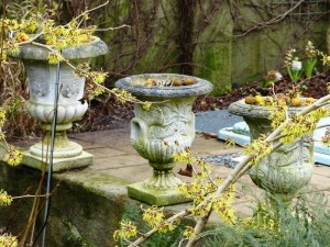 haemamelis