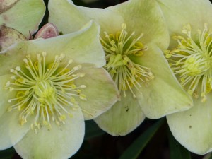 helleborus