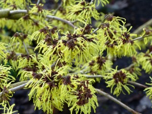 volop bloeiende haemamelis