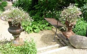 erigeron in potten