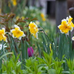Wuivende narcissen